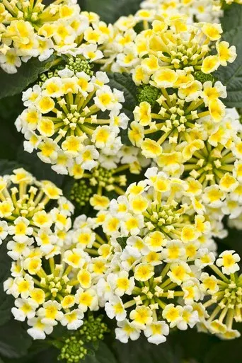 Lantana camara 'Luscious Royale Piña Colada'