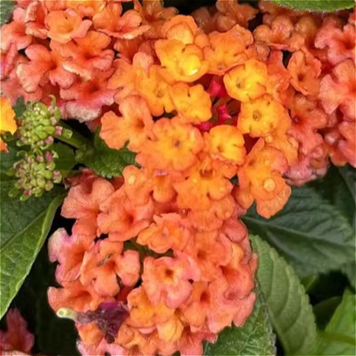 Lantana Camara – Pink | 10-Pot