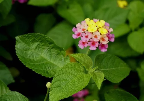 Lantana camara