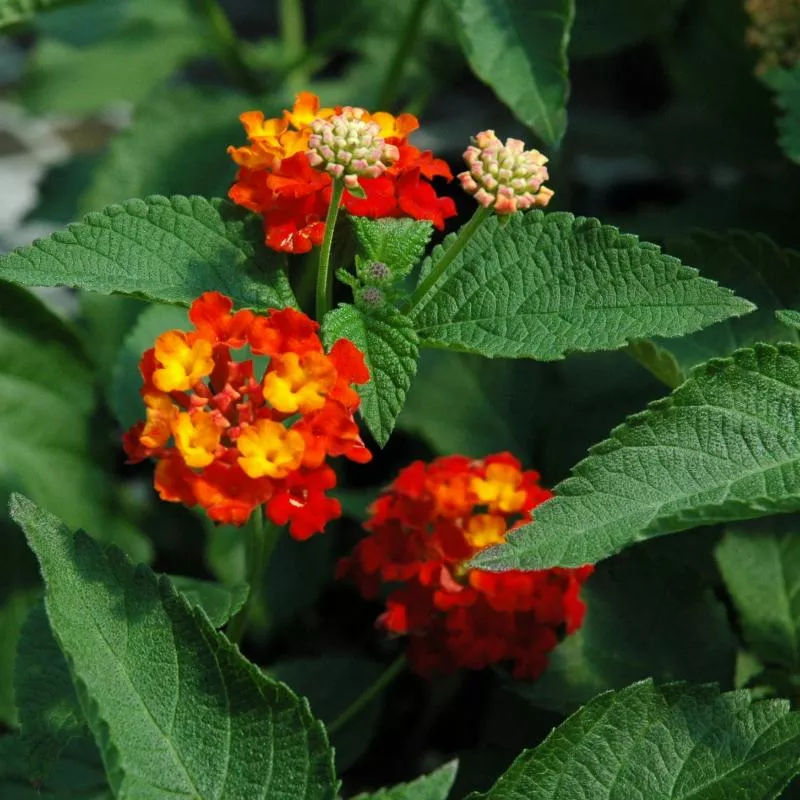 Lantana 'Dallas Red'