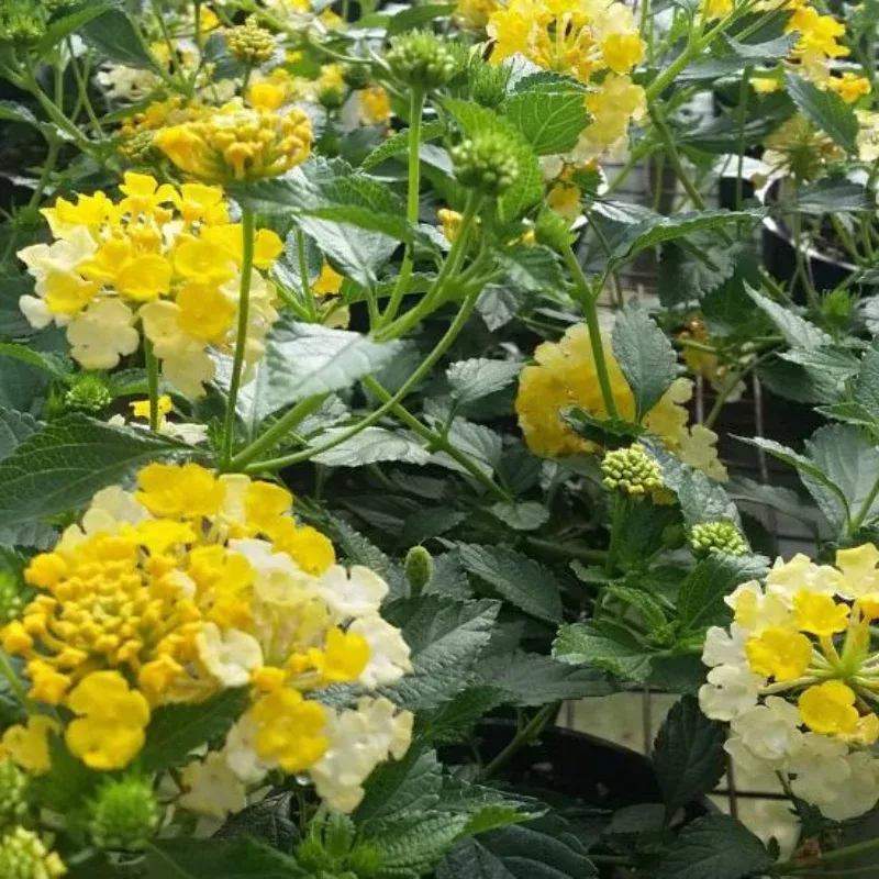 Lantana Magic Hour Plant Plug – Multi-Colored Blooms, Heat-Tolerant Annual for Pollinators & Planters.