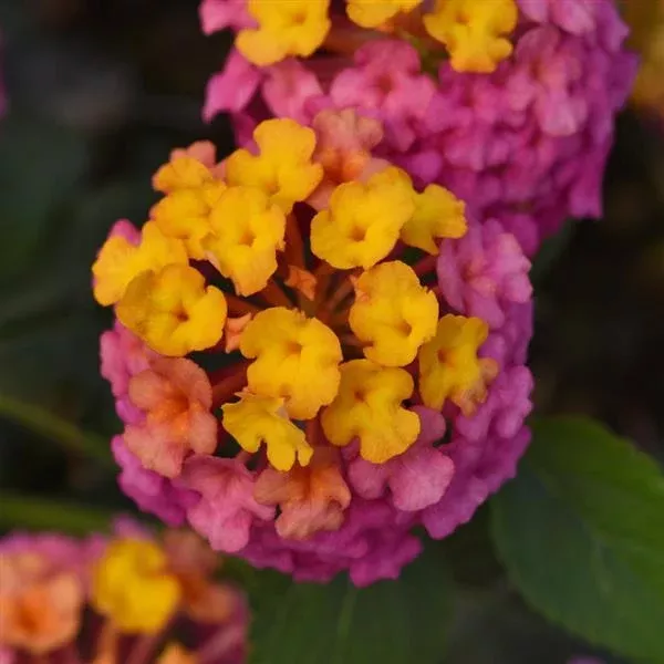 Lantana Passion Fruit
