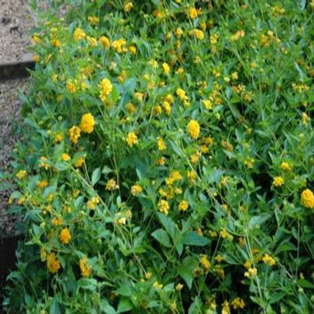 Lantana X 'New Gold' Multipack