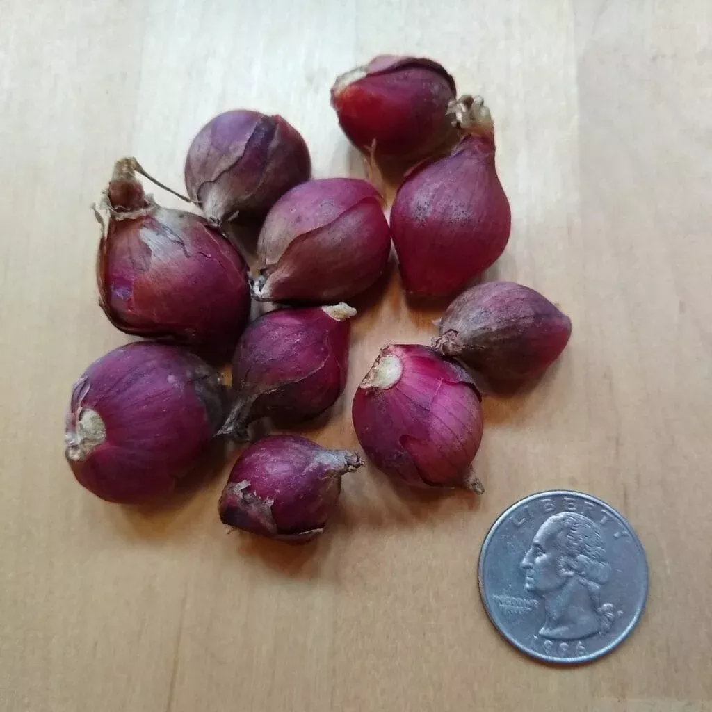 Large Bulbils