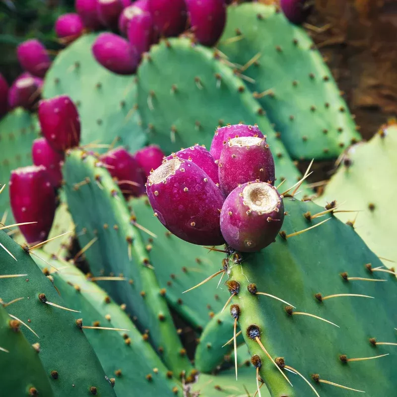Large Form Engelmann's Prickly Pear (Opuntia engelmannii) Seeds – Robust Native Cactus, Yellow-Orange Flowers, Edible Purple Fruit