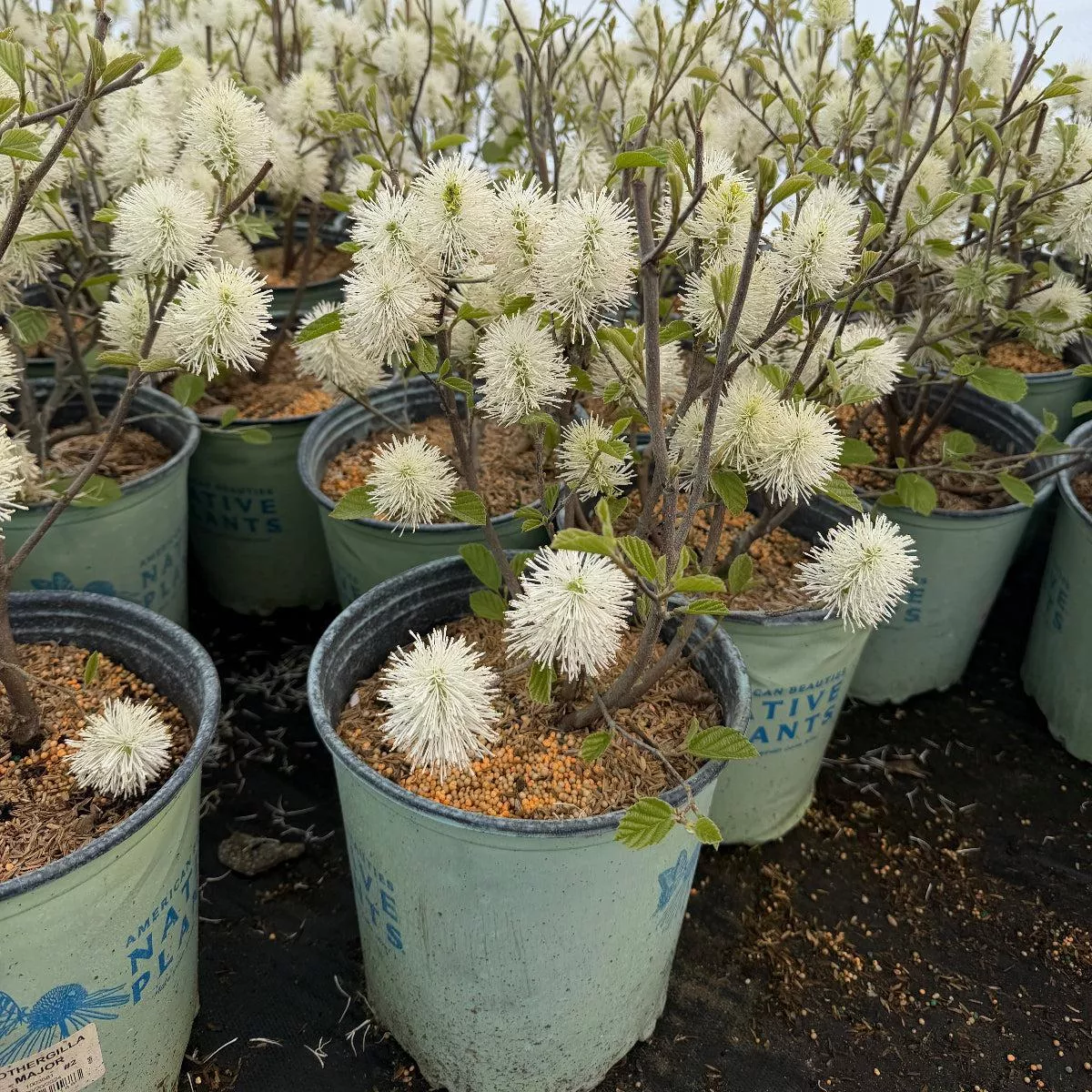 Large Fothergilla