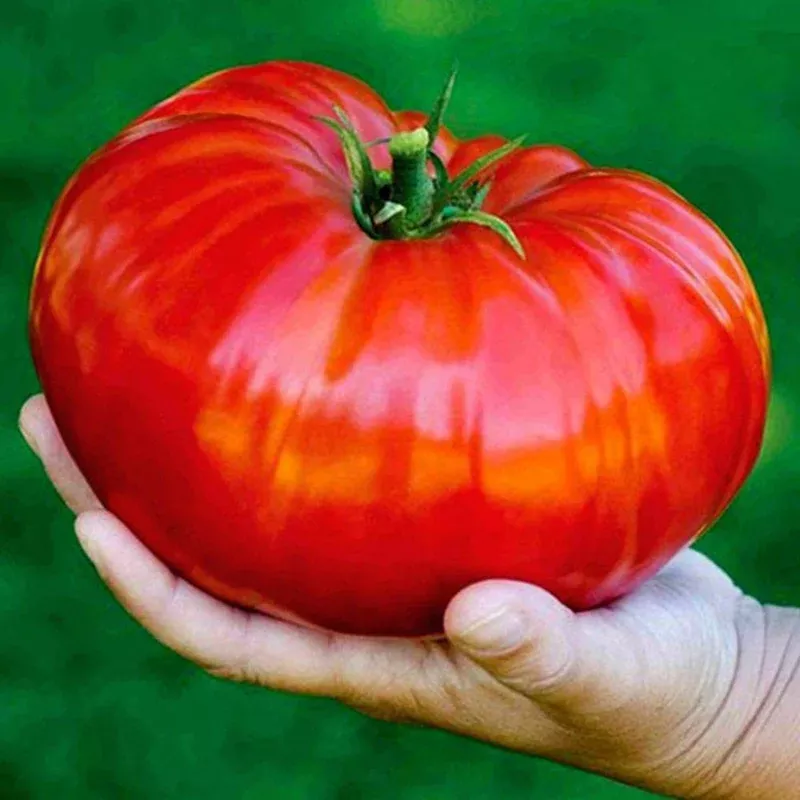 Large Goliath Type Tomato Seeds (Solanum lycopersicum) Large-fruited vigorous tomato producing heavy yields of classic red slicing tomatoes; suitable for fresh eating, sauces, and garden production