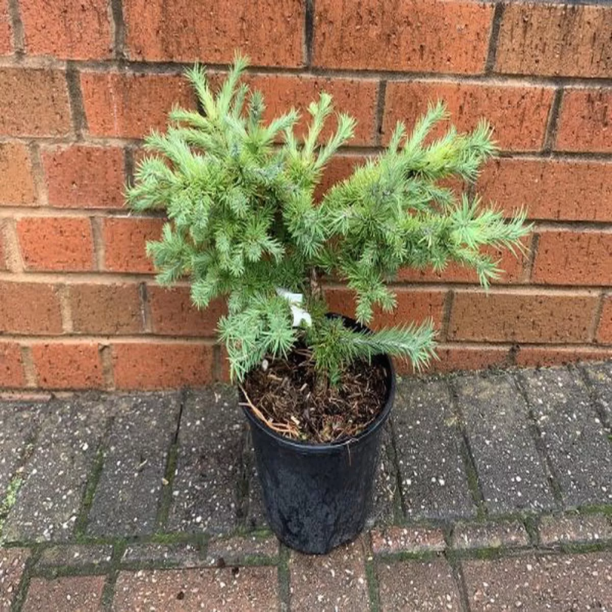 Larix kaempheri Grey PearlLarch