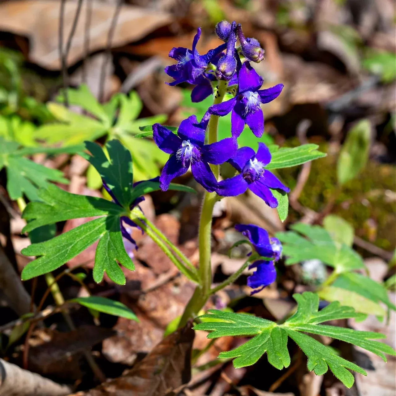 Larkspur Flower