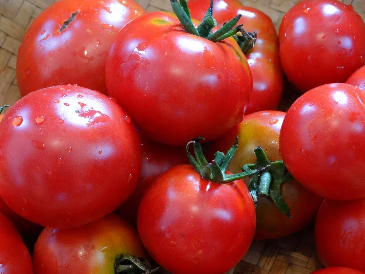 Latah Tomato