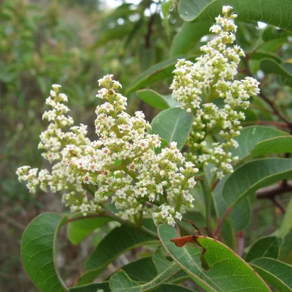 Laurel Sumac