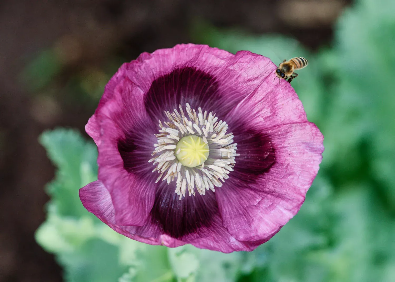 Lauren's Grape - Poppy Seeds