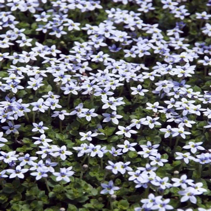 Laurentia Fluviatilis ‘Blue Star Creeper’