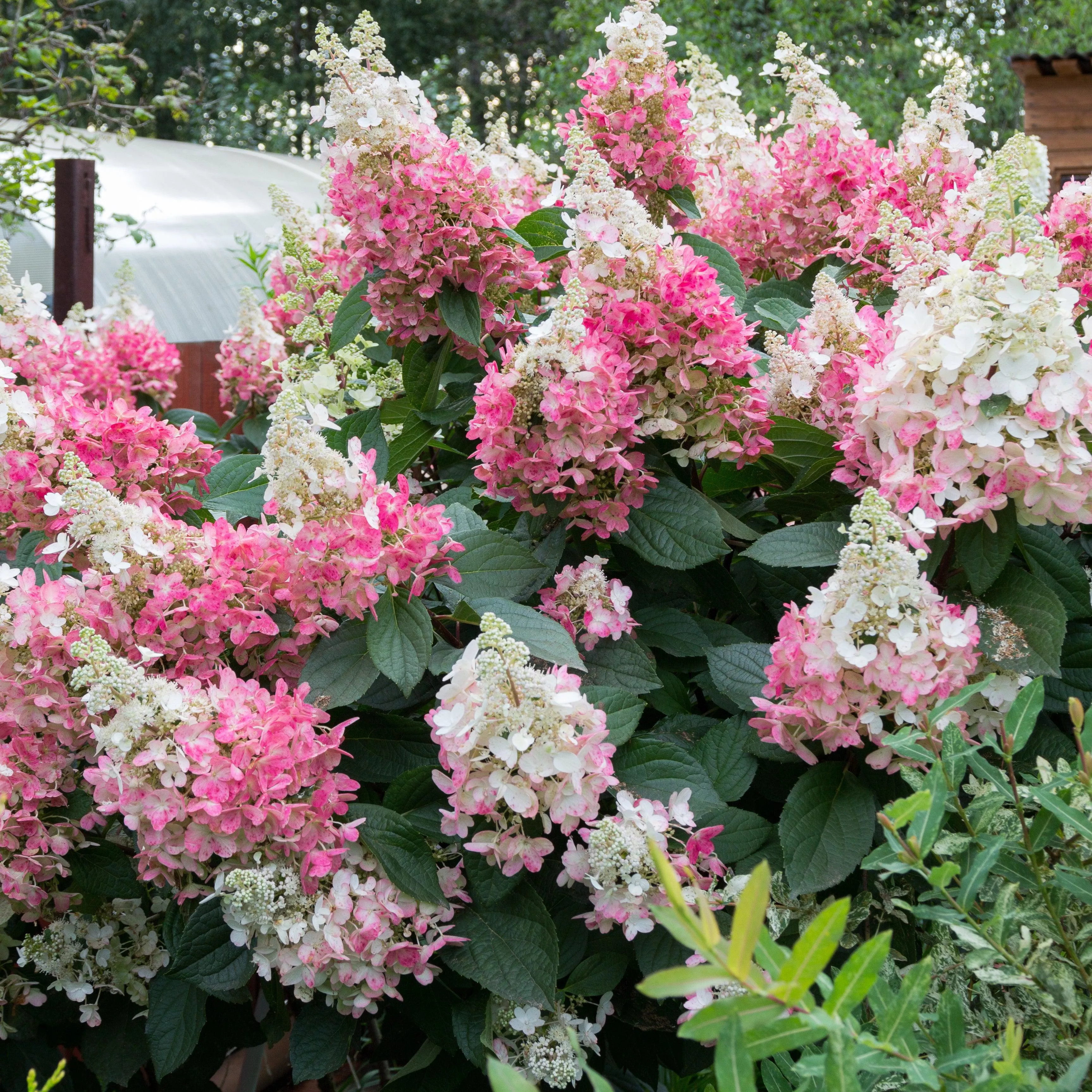 Lava Lamp Flare Hydrangea