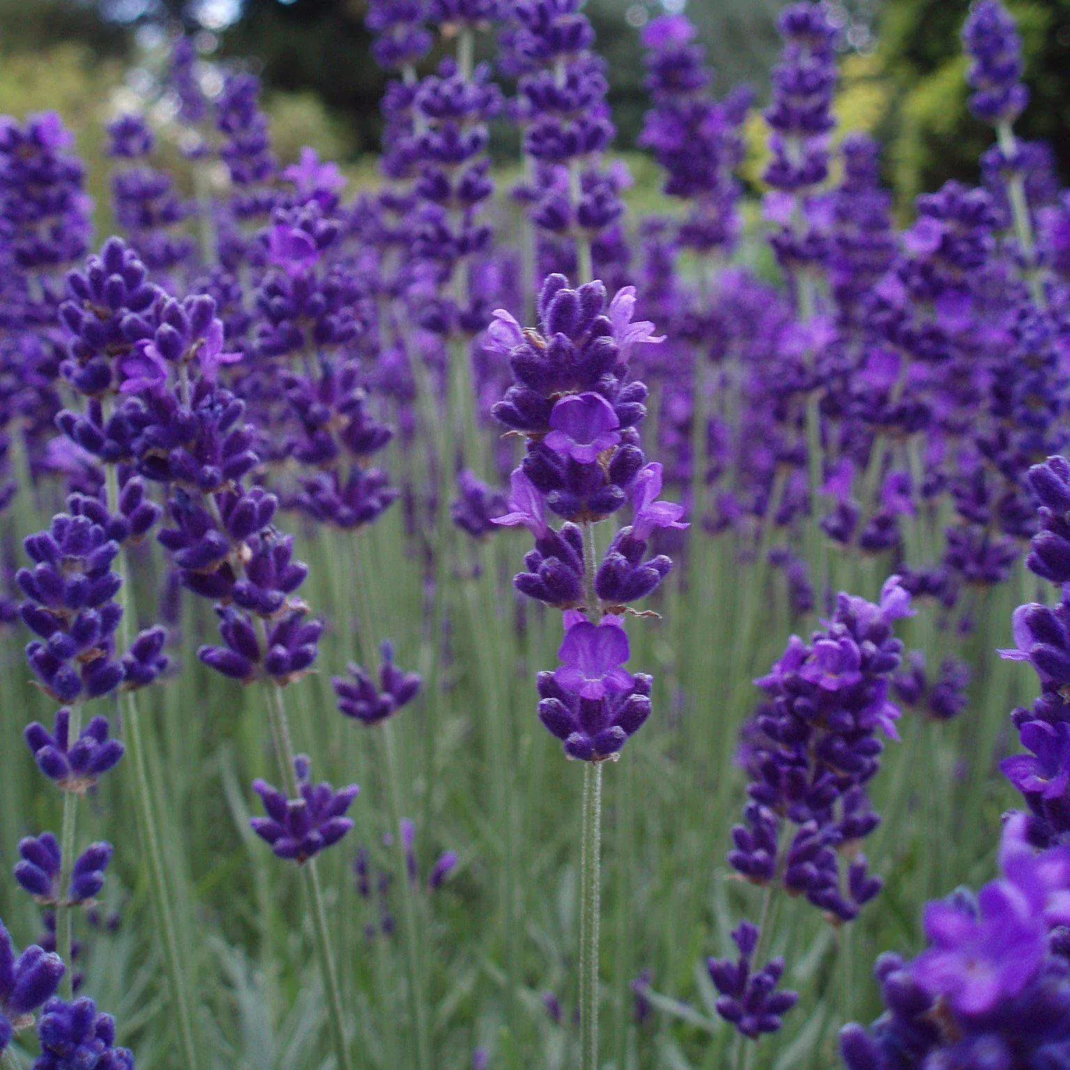 Lavandula angustifolia 'Armtipp01'- Big Time Blue English Lavender