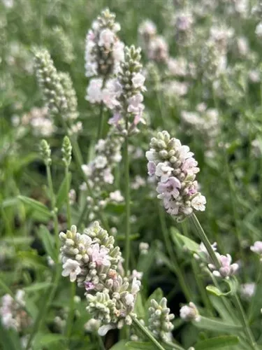 Lavandula angustifolia 'Elegance Pink' / Lavender
