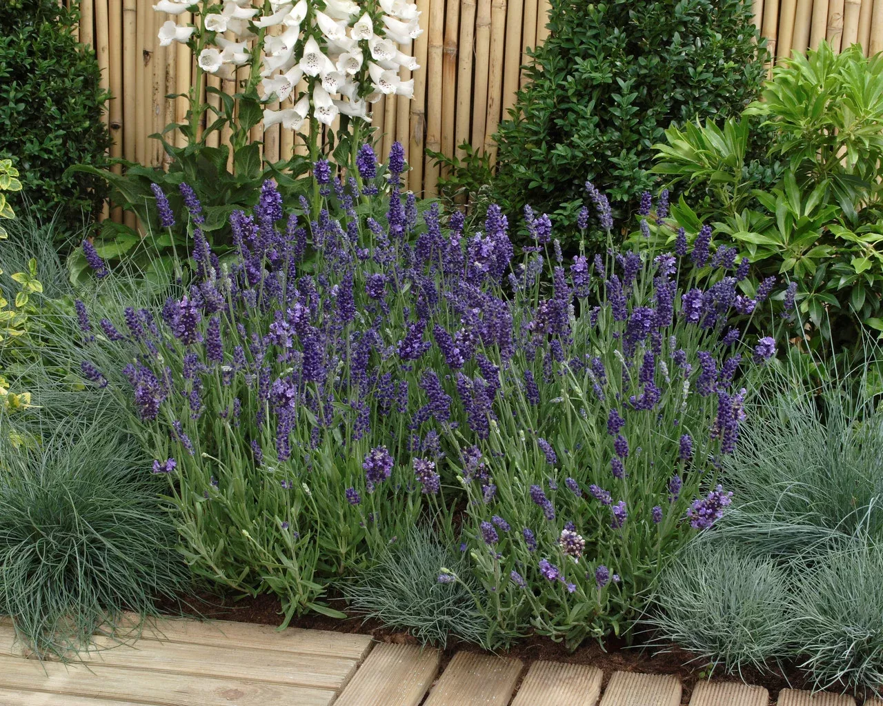Lavandula Angustifolia 'Ellagance Purple'