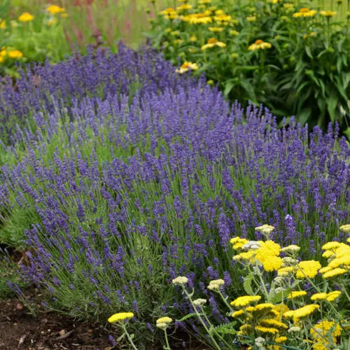 Lavandula angustifolia 'Hidcote Blue' / Lavender