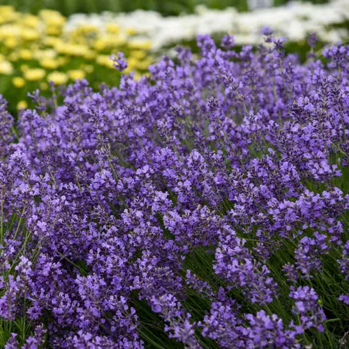 Lavandula angustifolia 'Munstead' / Lavender