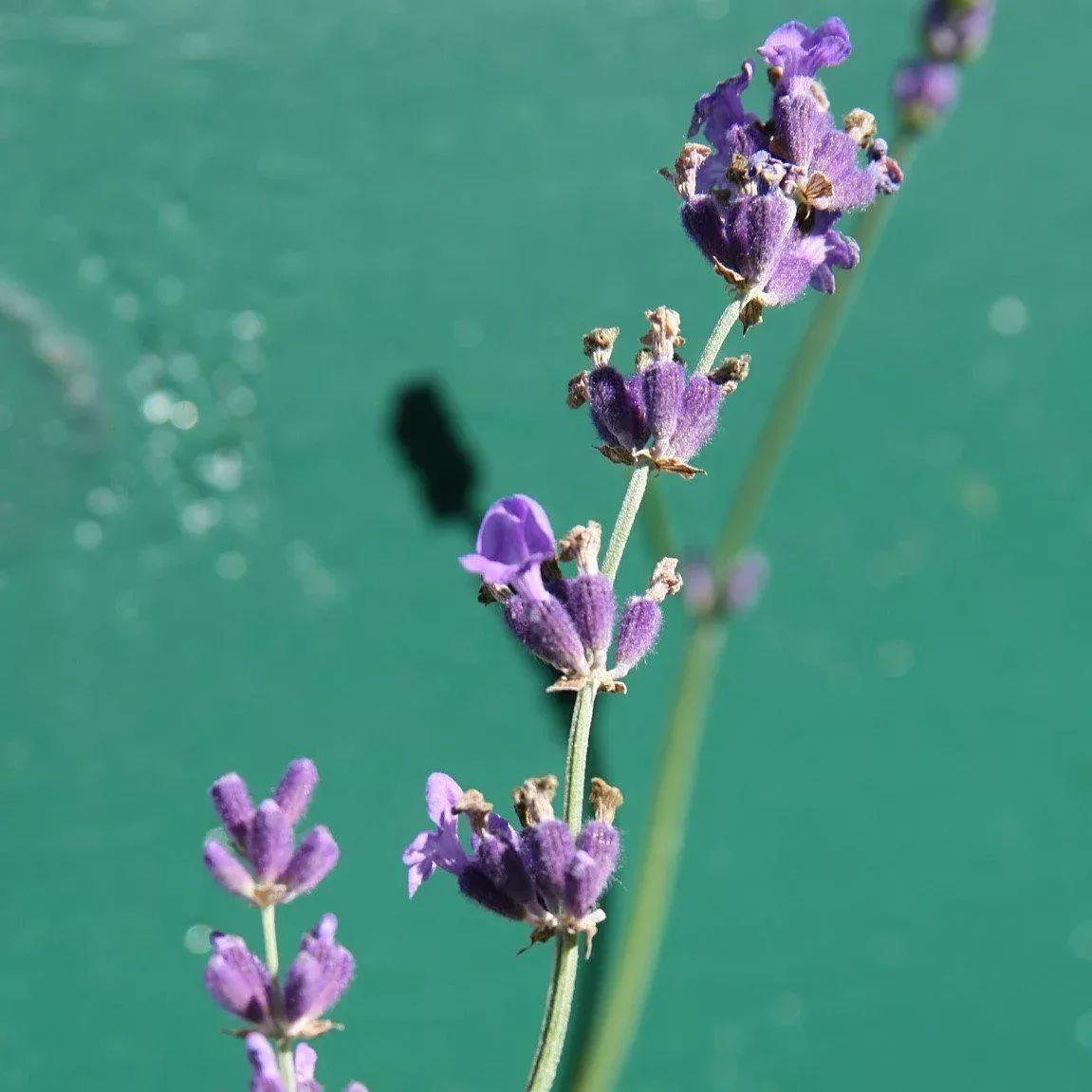 Lavandula angustifolia 'Munstead'- Munstead English Lavender