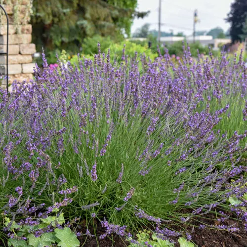 Lavandula intermedia 'Phenomenal' / Lavender