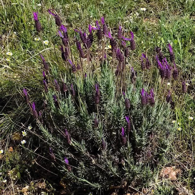 Lavandula stoechas 'Anouk Deluxe 1225'- Primavera Spanish Lavender