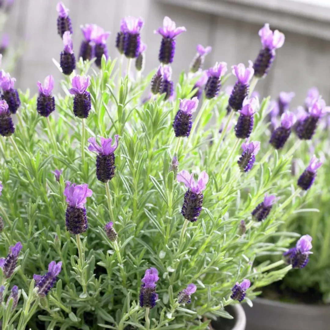 Lavandula stoechas 'Anouk' Spanish Lavender - [EG]