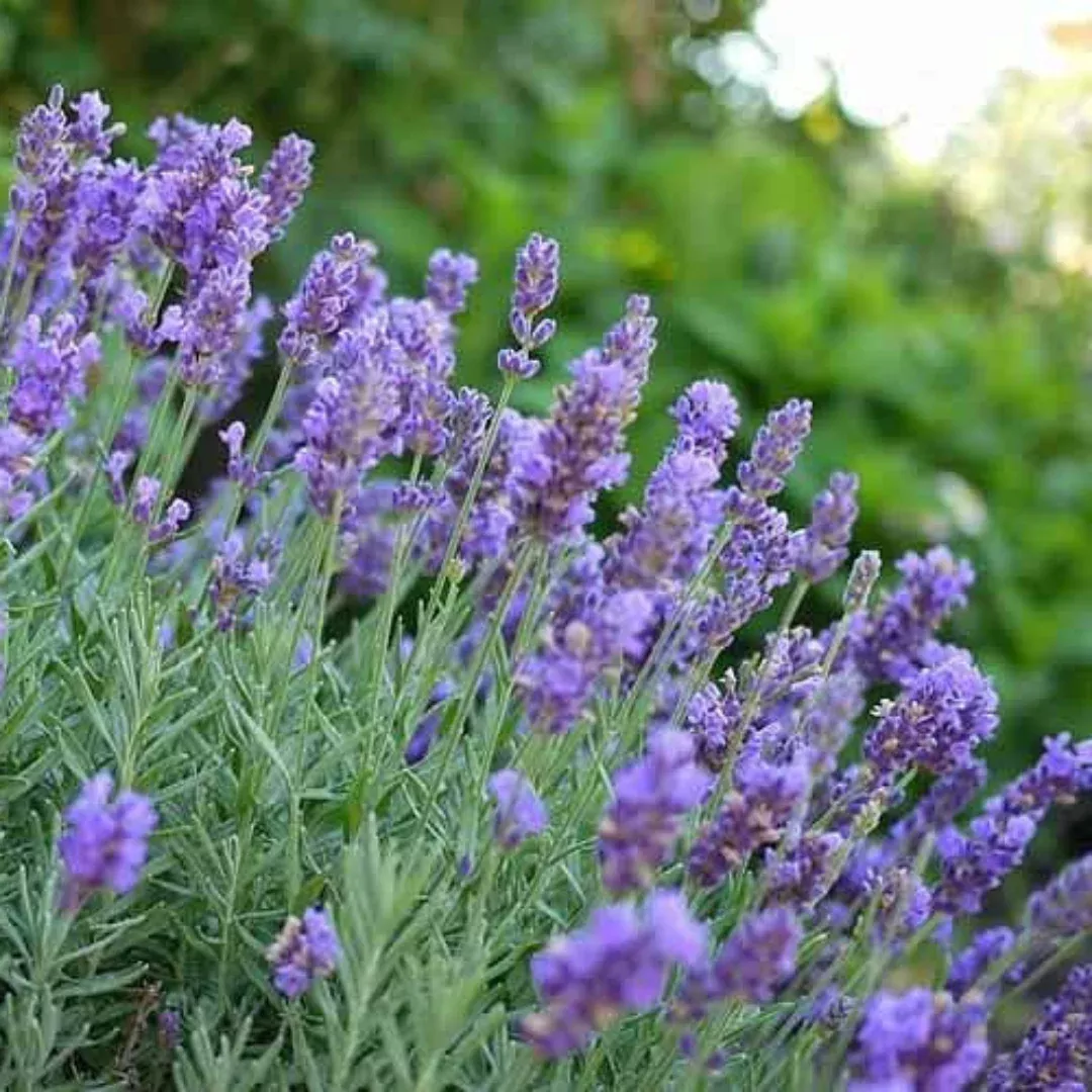 Lavandula X Intermedia 'Phenomenal' Lavender - [EG]