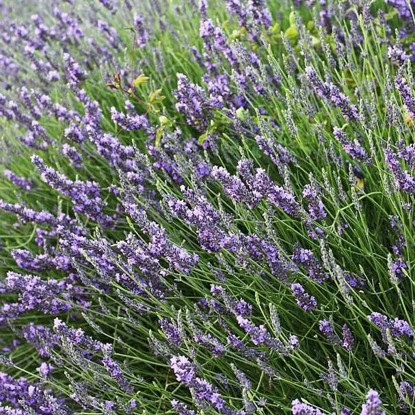 Lavandula x intermedia 'Provence'- Provence Lavender