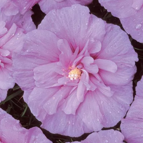 Lavender Chiffon Rose of Sharon