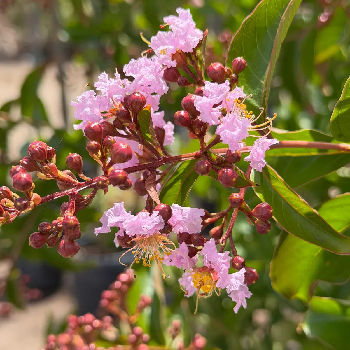 Lavender Crape Myrtle