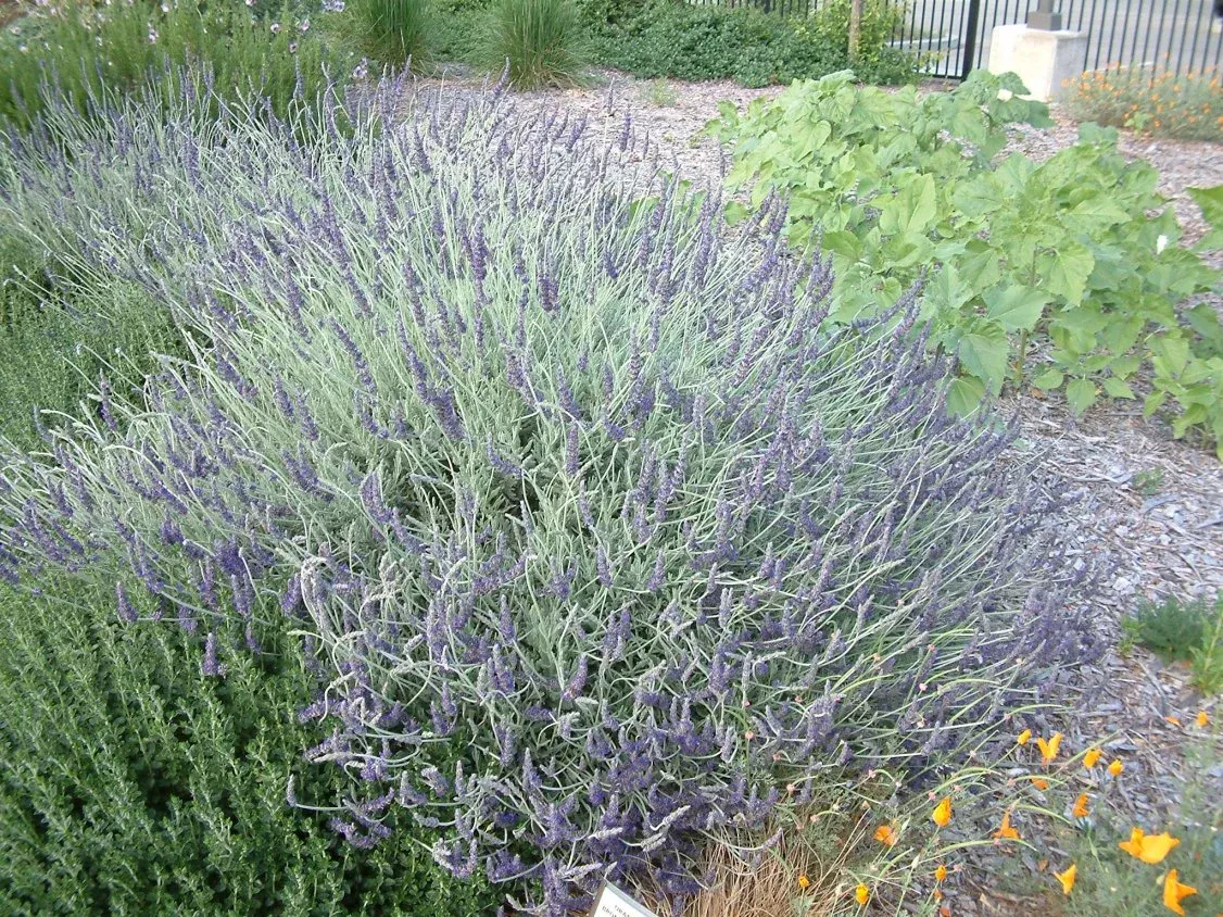Lavender Goodwin creek