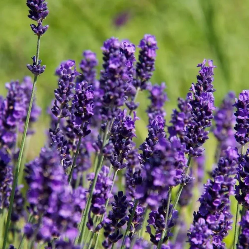 Lavender Hidcote Blue Plant Plug (Lavandula angustifolia ‘Hidcote Blue’) – Compact Lavender for Fragrance, Tea & Landscaping