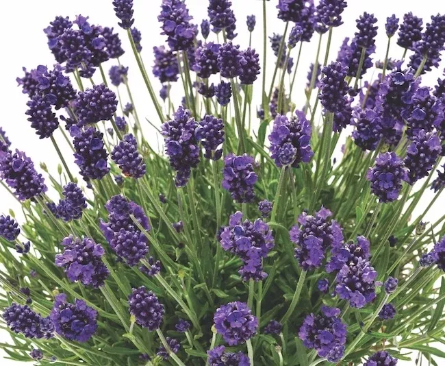 Lavender La Diva