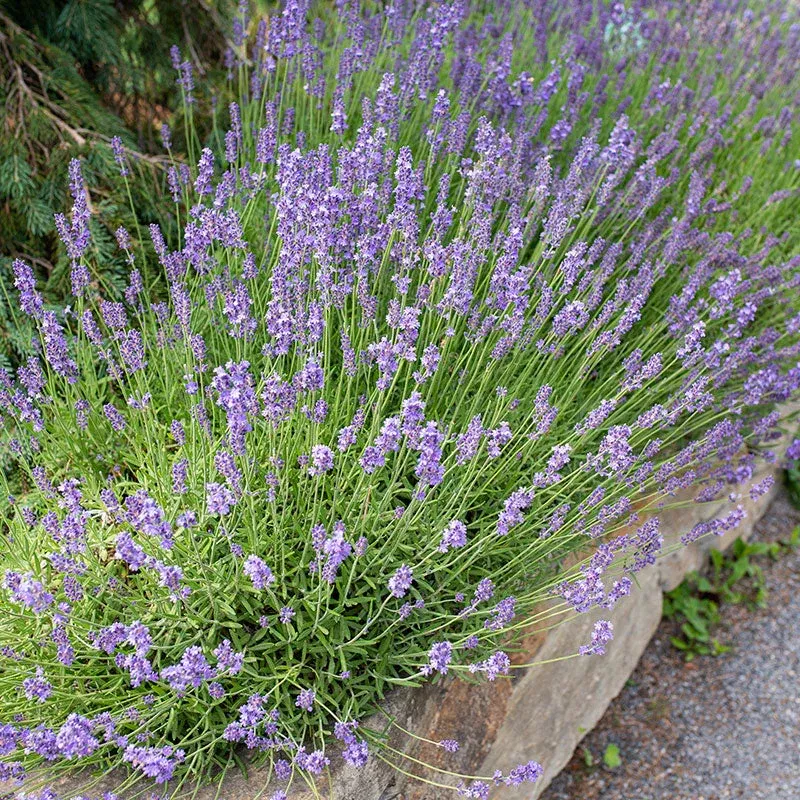 Lavender Munstead Plant Plug (Lavandula angustifolia 'Munstead') – Compact Lavender with Fragrant Purple Blooms for Dry Gardens