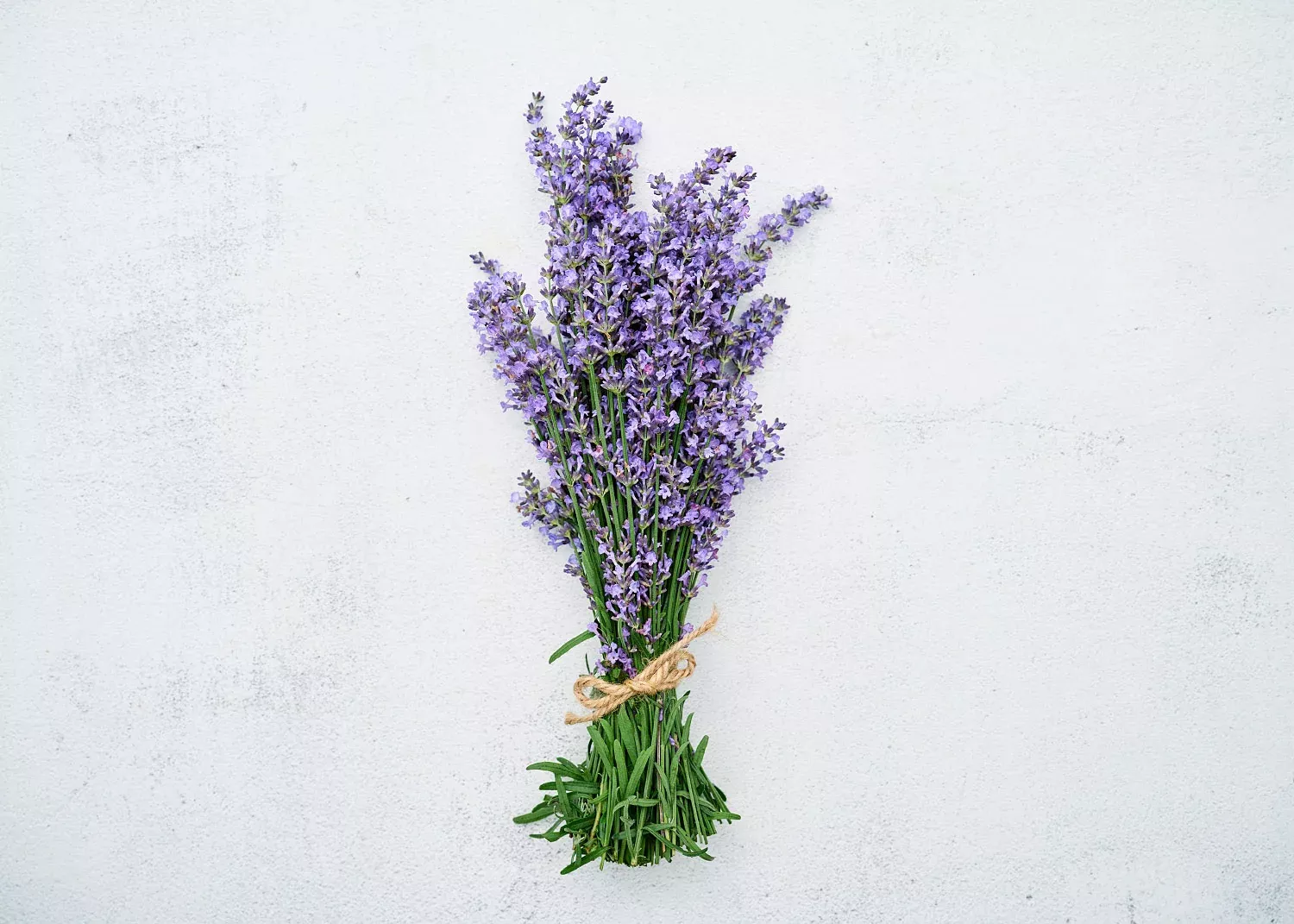 Lavender - Organic Herb Seeds