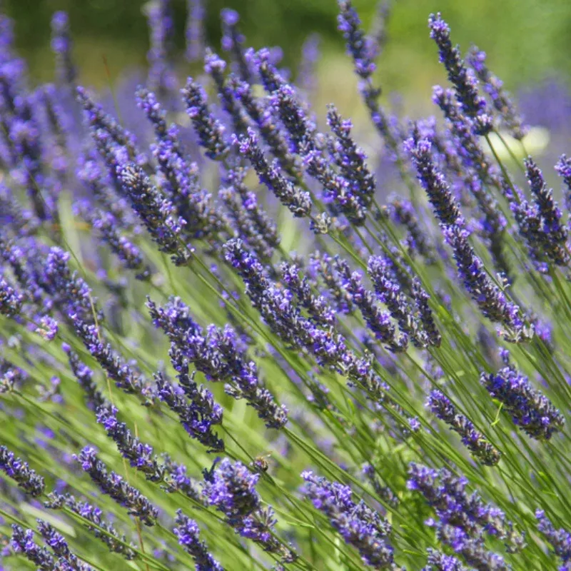 Lavender Provence Plant Plug (Lavandula x intermedia 'Provence') – Fragrant Perennial Herb for Culinary and Ornamental Use