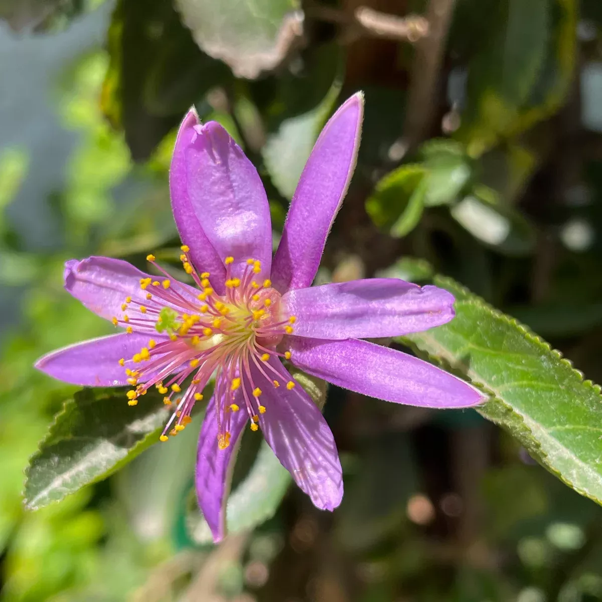Lavender Star Flower