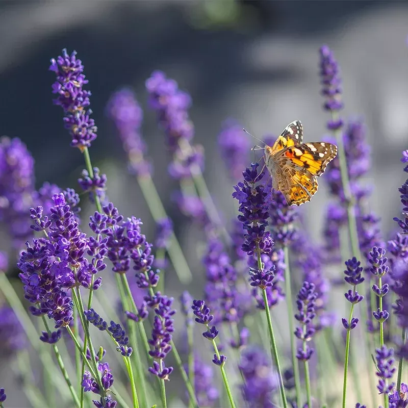 Lavender Super Blue LOCALLY GROWN