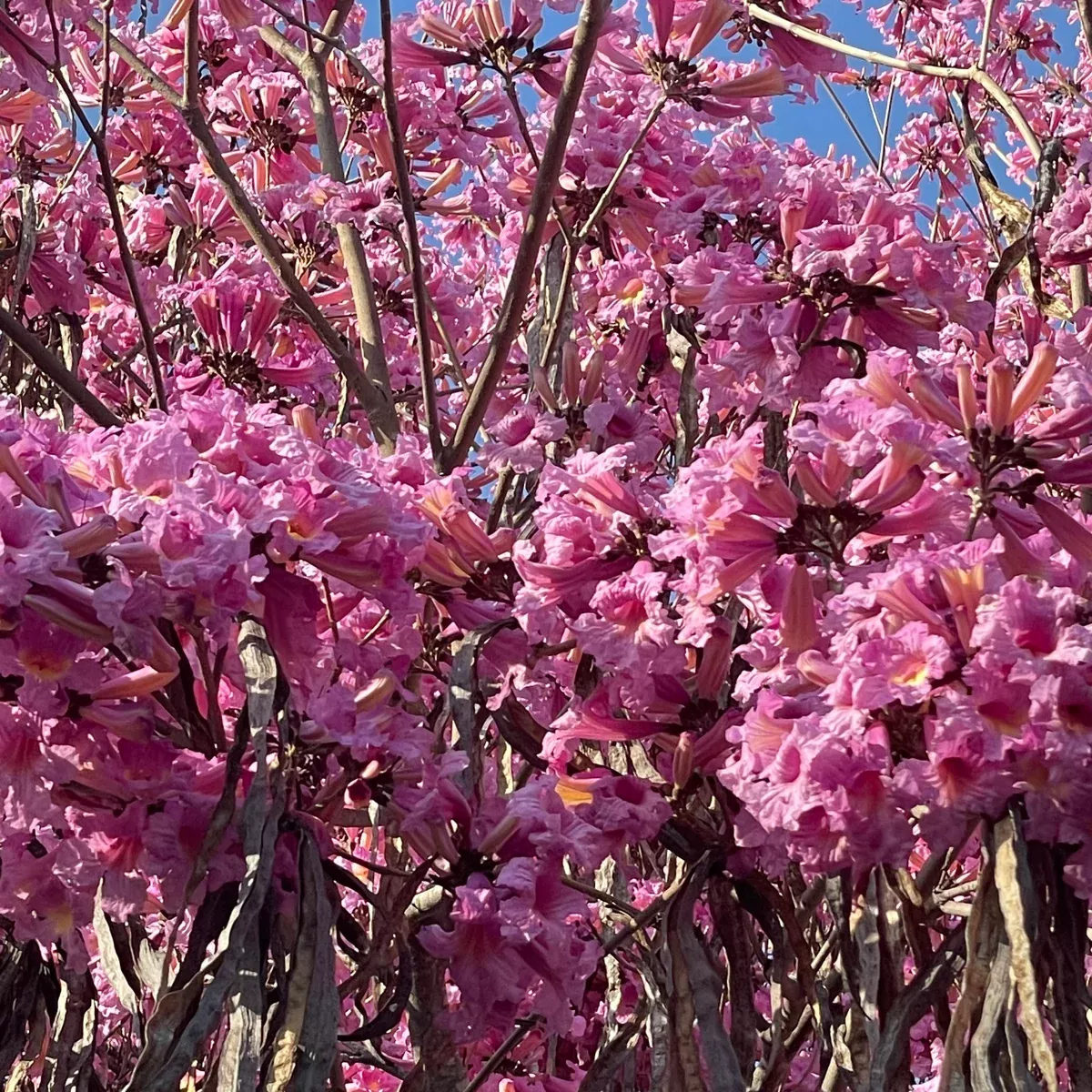 Lavender Trumpet Tree