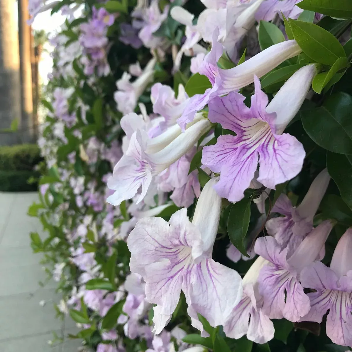 Lavender Trumpet Vine