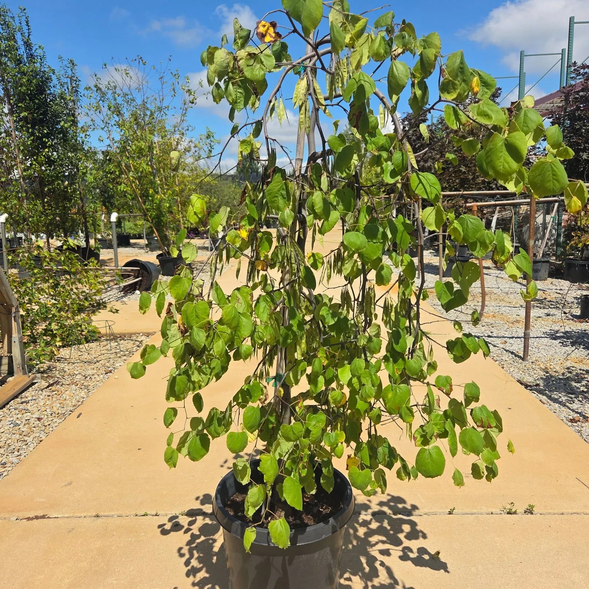 Lavender Twist Redbud - Cercis canadensis 'Covey' - Potted Tree (Multiple Sizes)