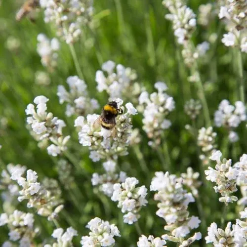 Lavender 'White Provence'