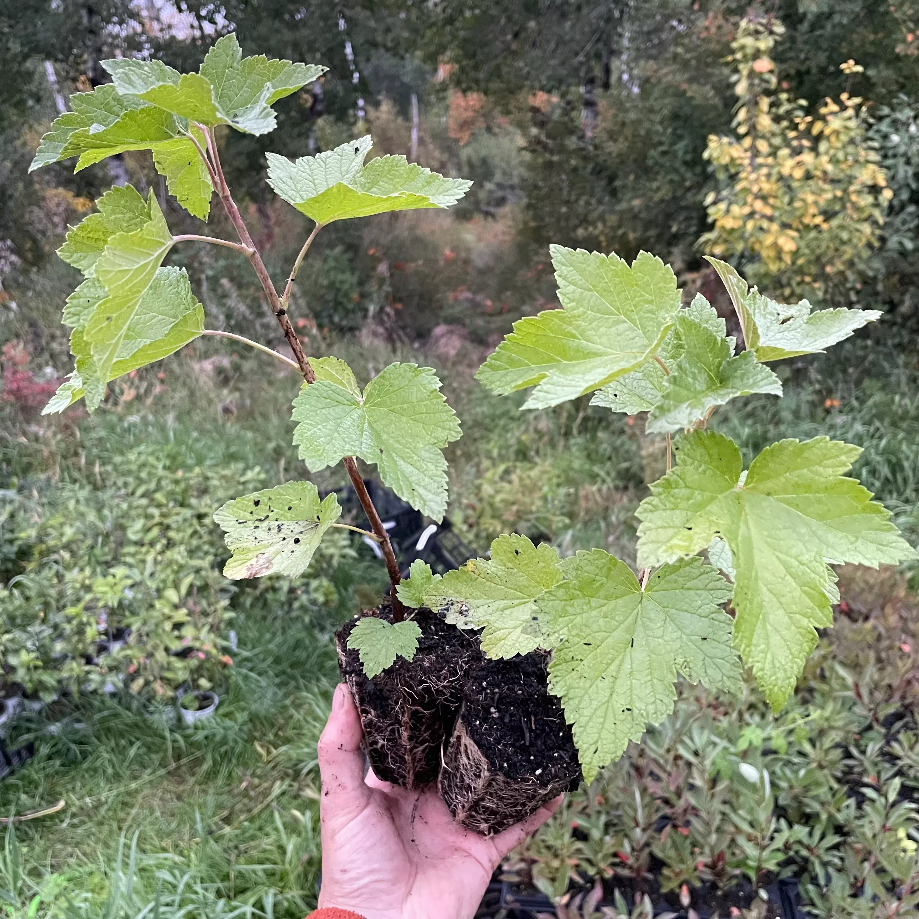 Laxton's Giant Black Currant
