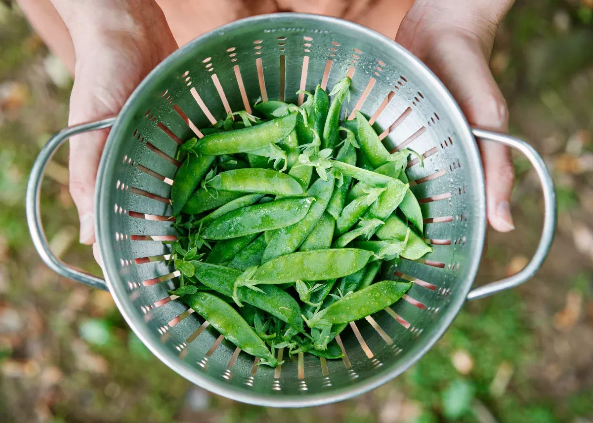 Laxton’s Progress #9 - Organic Shelling Pea Seeds