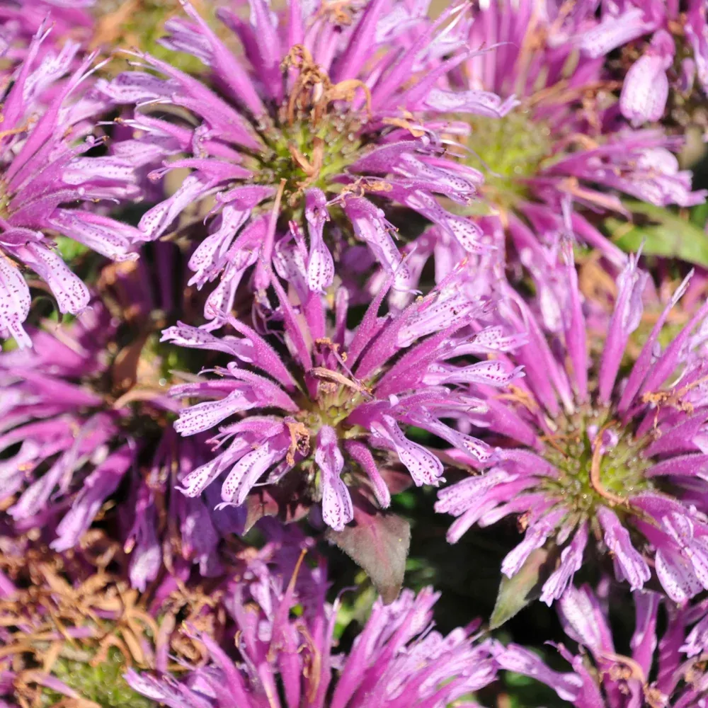 Leading Lady Amethyst Beebalm (Monarda) - 1 Quart Pot