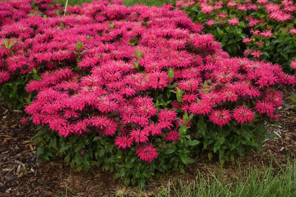 Leading Lady Razzberry Bee Balm