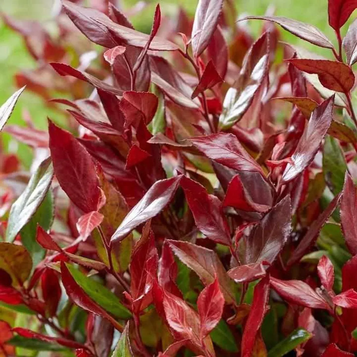 Leafscape Little Flames Leucothoe