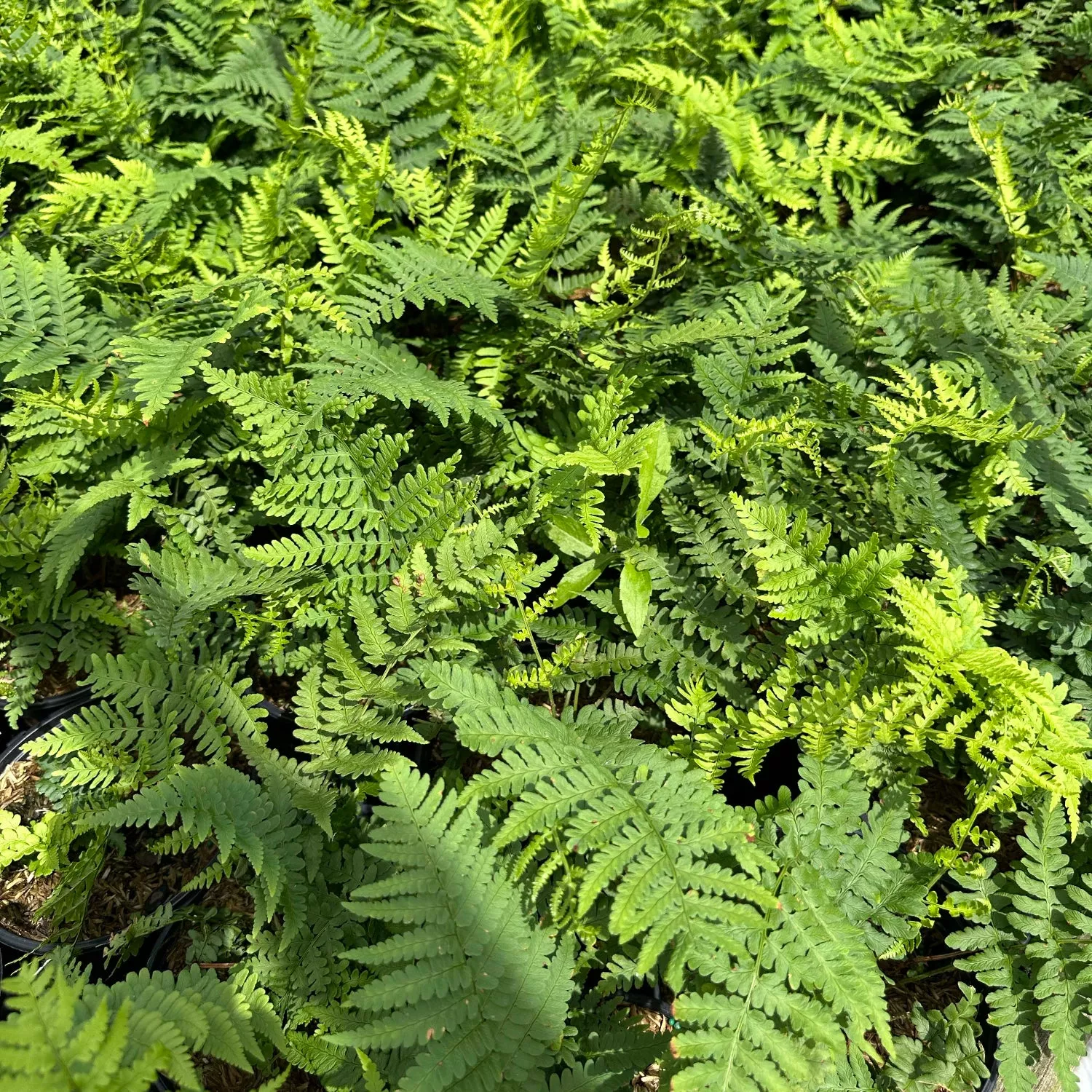 Leather Wood Fern