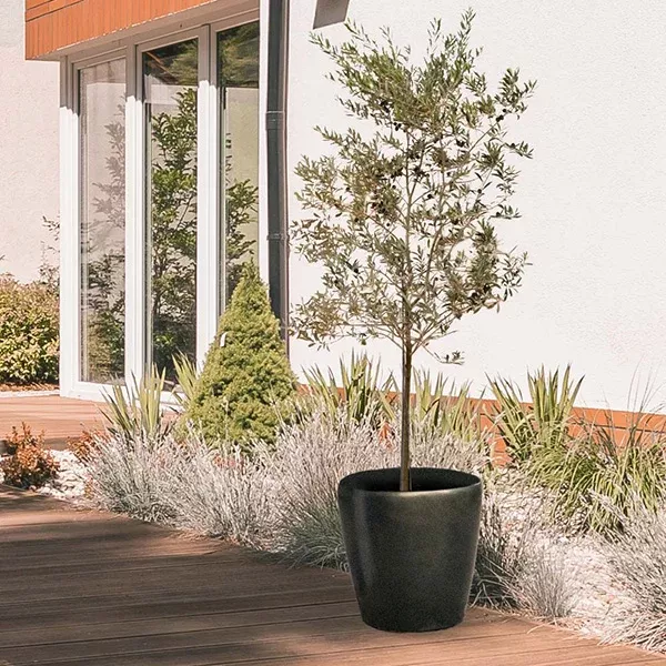 Lecciana Olive Tree